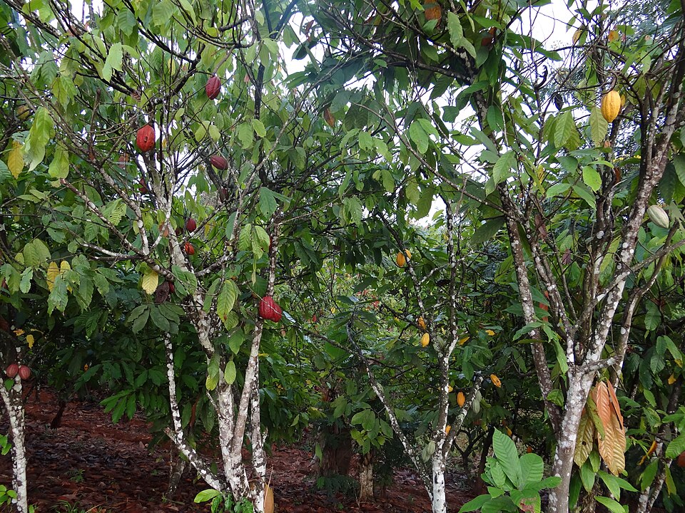 CACAOLEK Coop-CA