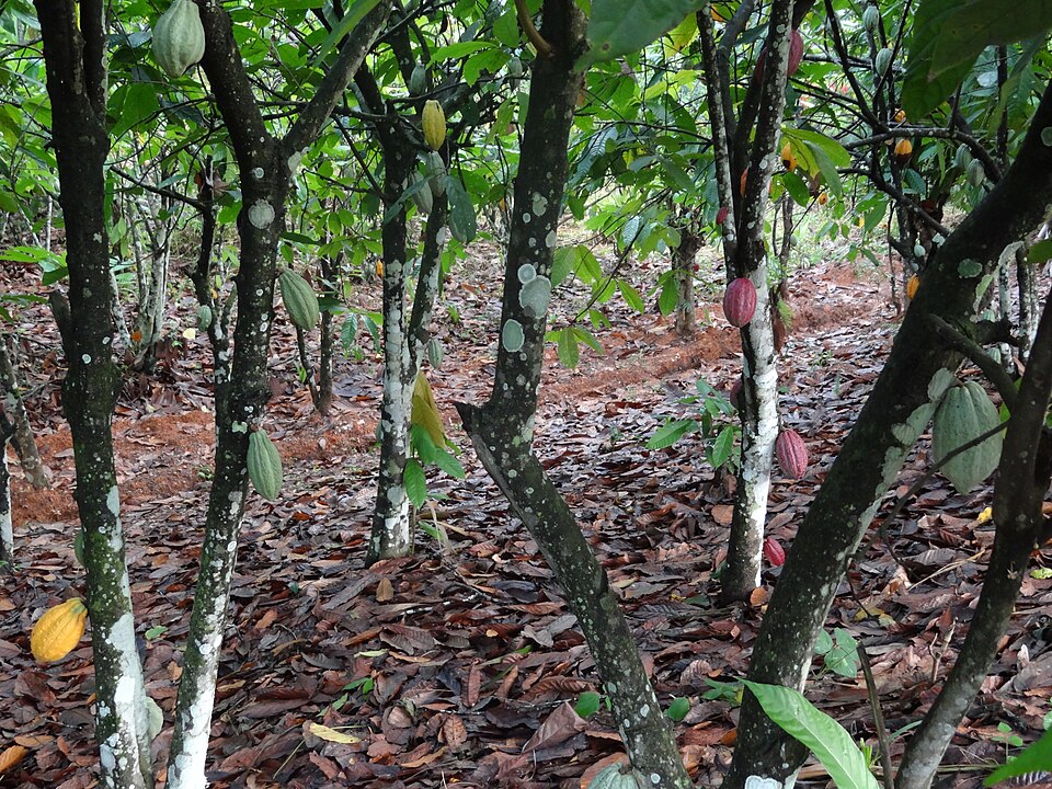 Penja Spices