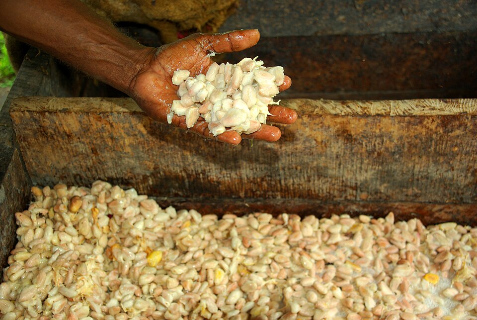 Fèves de cacao fermentées Grade I