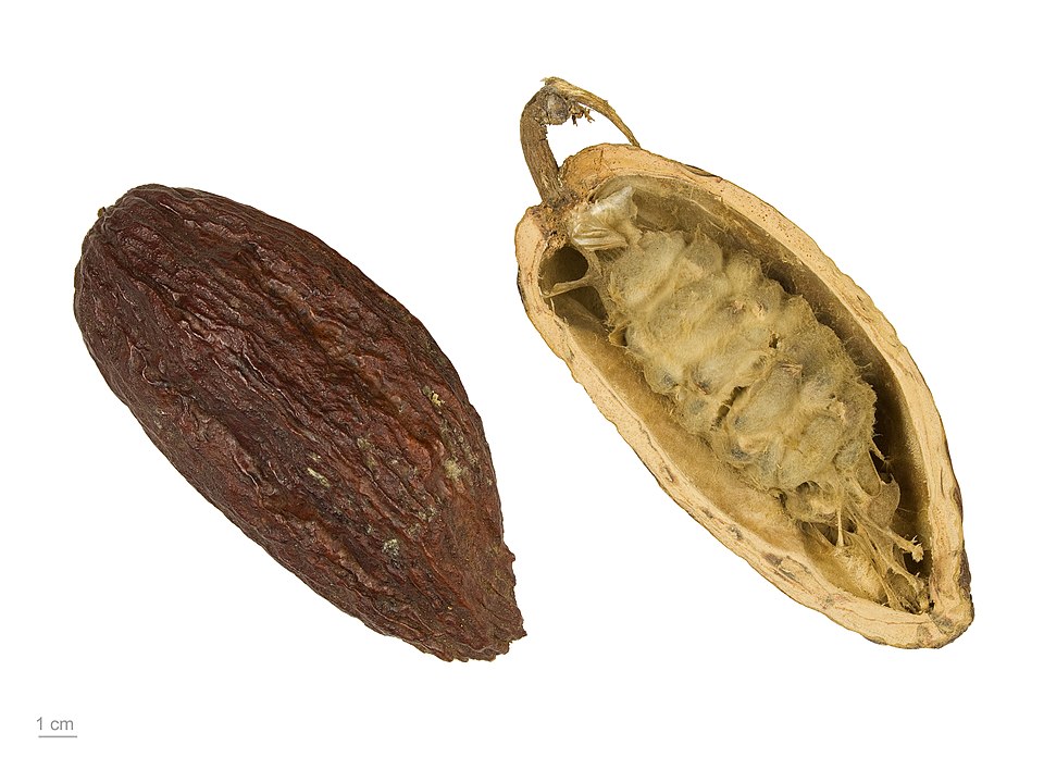 Fèves de cacao biologiques certifiées