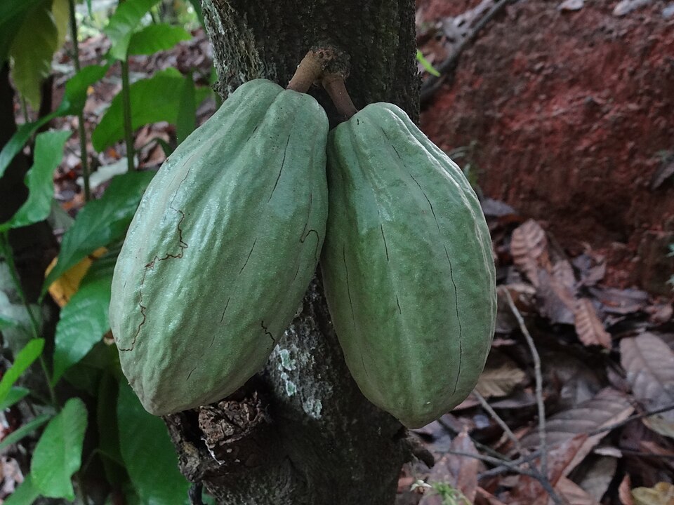 Fèves de cacao biologiques certifiées