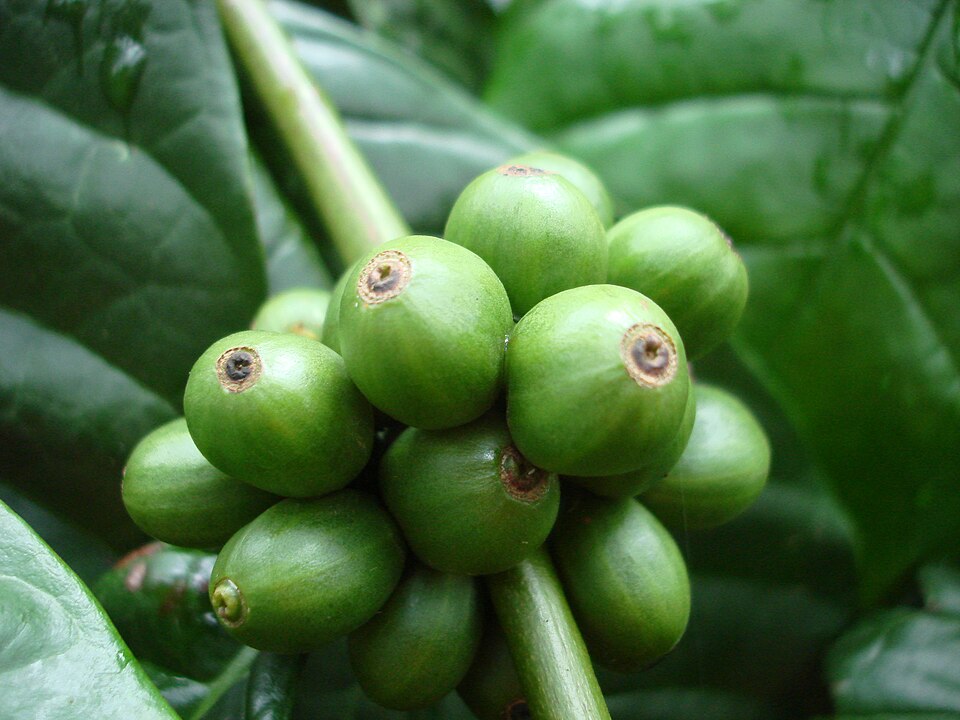 Café Robusta Grade I