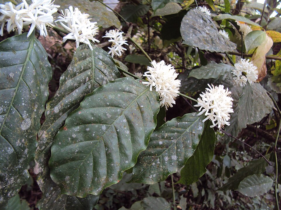 Café Robusta Grade I