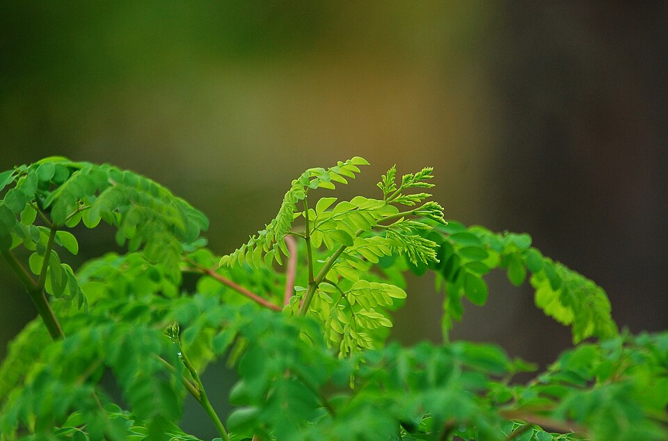 Huile de moringa pressée à froid