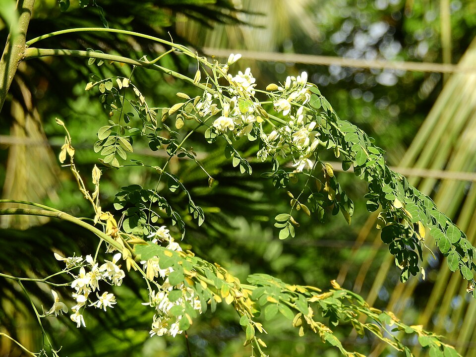 Huile de moringa pressée à froid